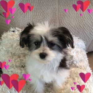 Meet your Posher, Debbie